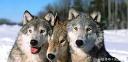 別說哈士奇阿拉斯加像狼這些狗放到野外估計狼群都會吸納會員