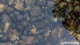 《水邊光滑的鵝卵石》雙尾蠍-協助拍攝
